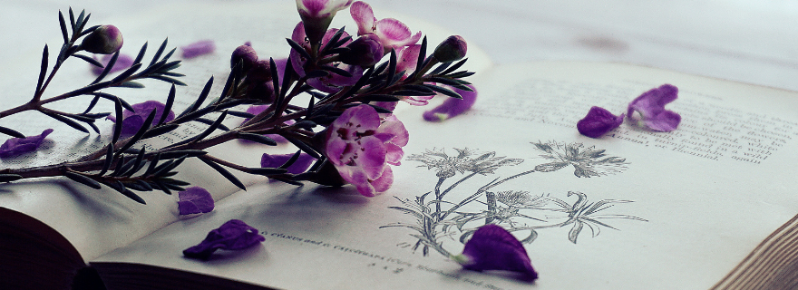 Purple flowers on a book
